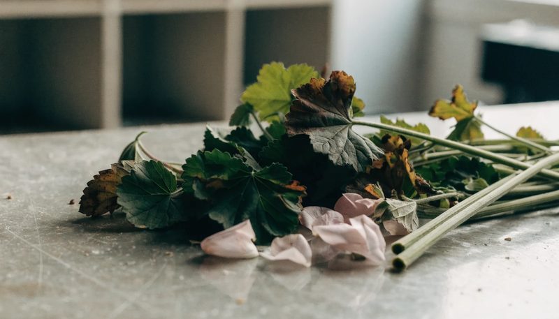 Cut geranium and citronella foliage with a few rose petals on a plain bench.