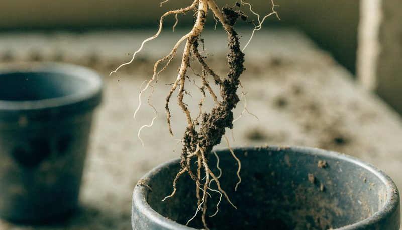 A fine root system with pale hyphal strands and adhering soil.