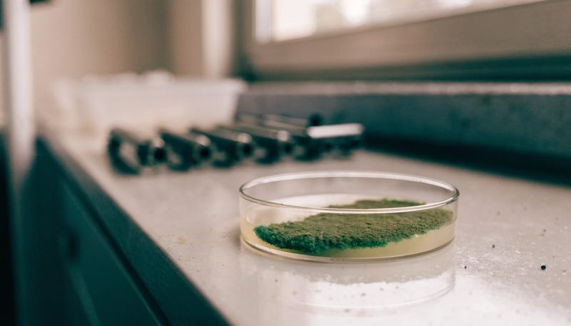 A green sporulating Trichoderma colony on an agar plate.