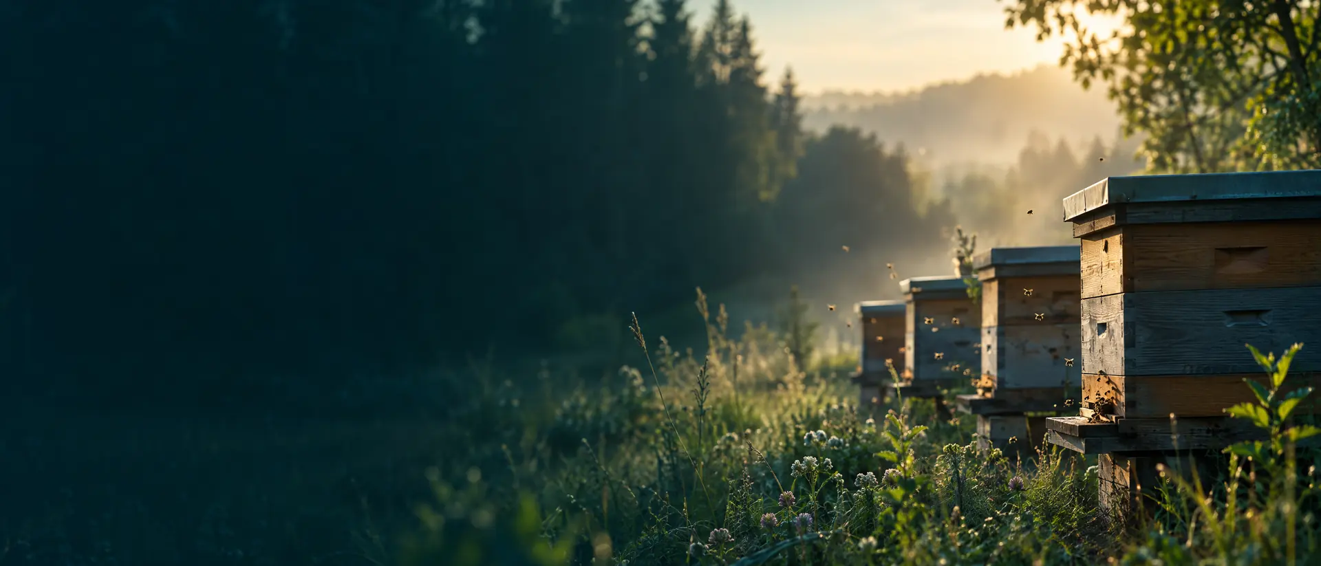 Row of wooden beehives at a meadow edge in golden hour haze