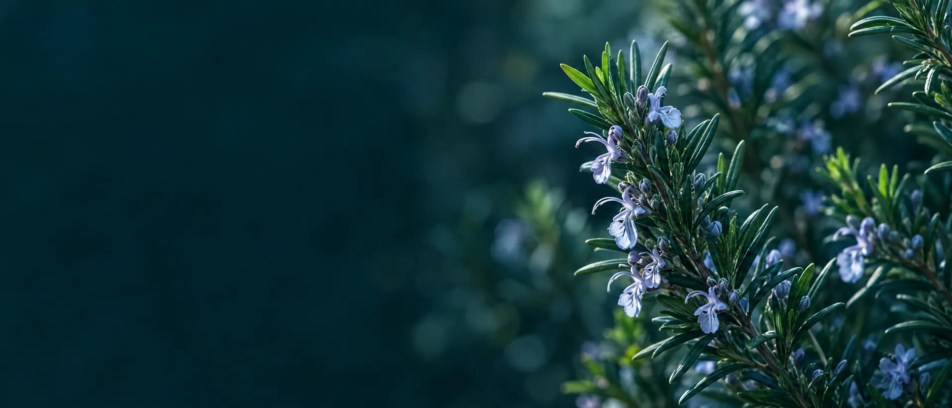 Flowering rosemary branches in soft light
