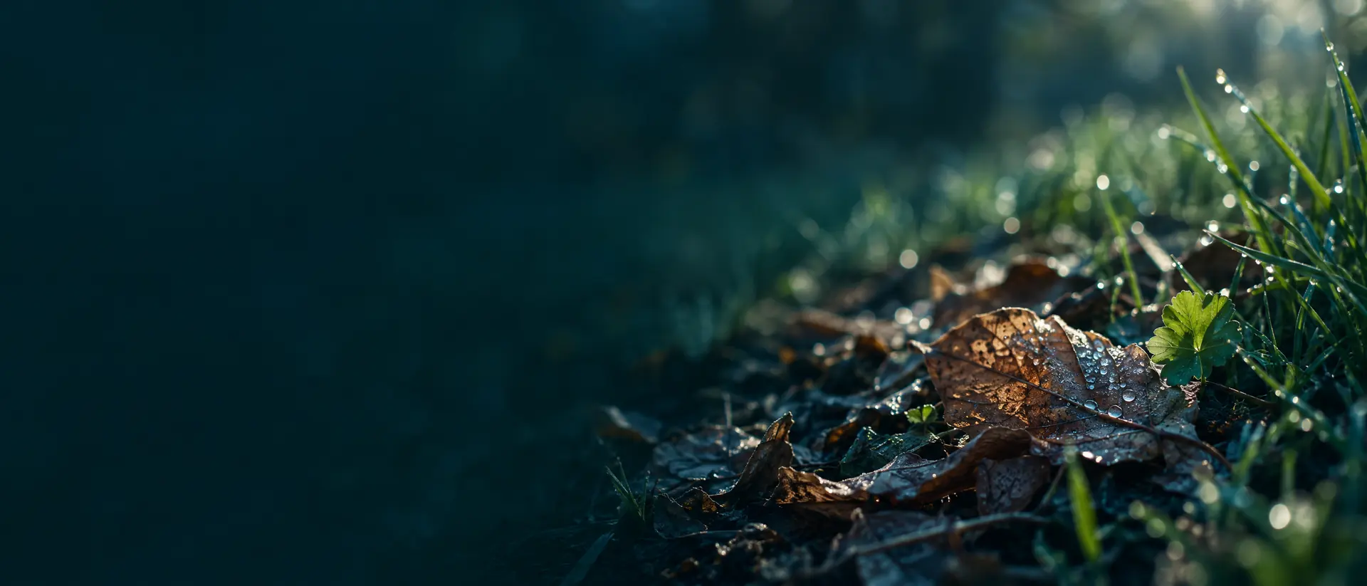 Morning dew drying on leaf litter at a lawn edge