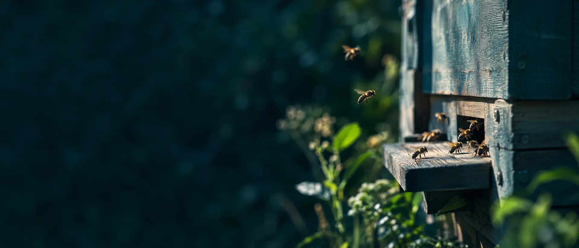 Hive entrance landing board in late summer light with a few bees