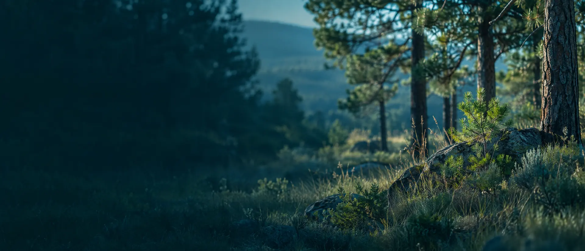 Sunny open woodland with a grassy understory and scattered pines