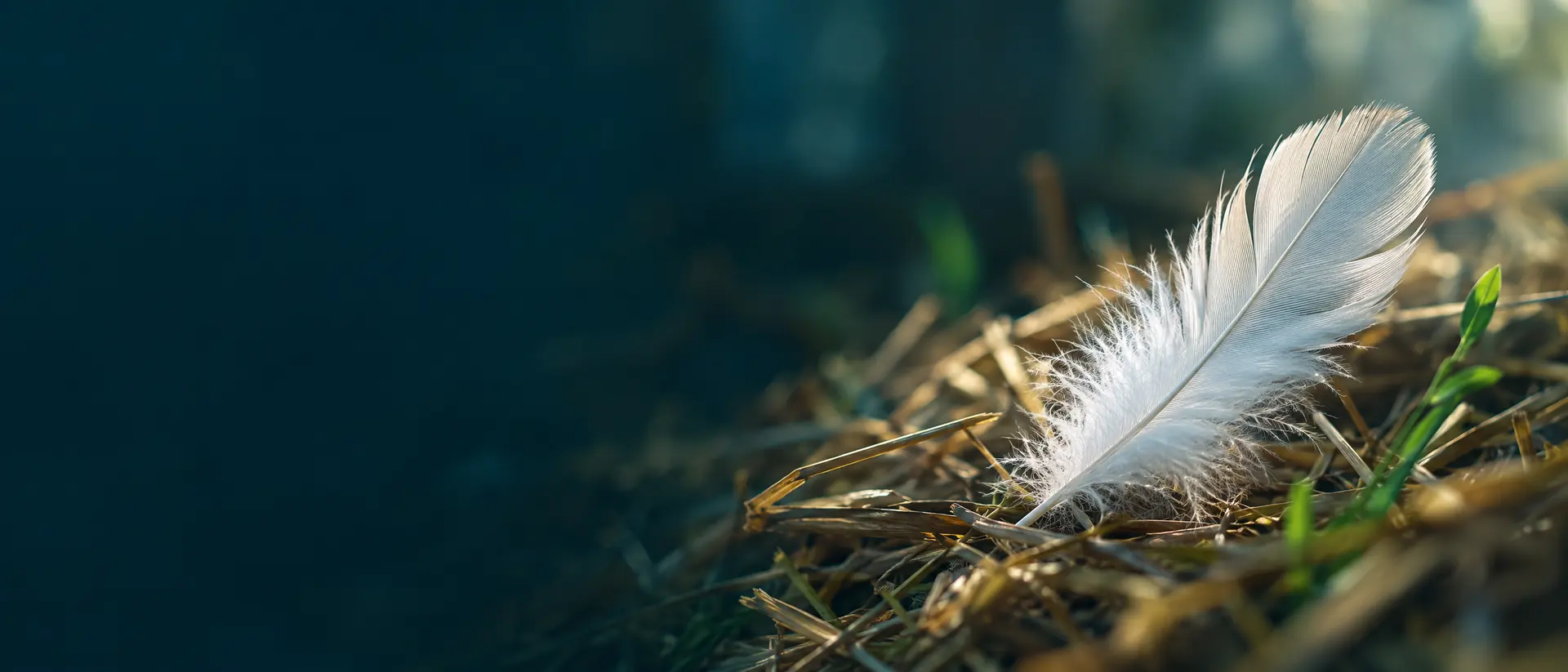 Single white feather resting on golden straw in soft window light