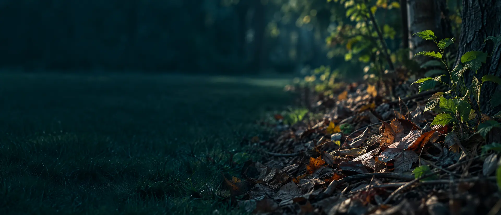 Leaf litter band at a woodland edge beside a mown yard in low evening sun