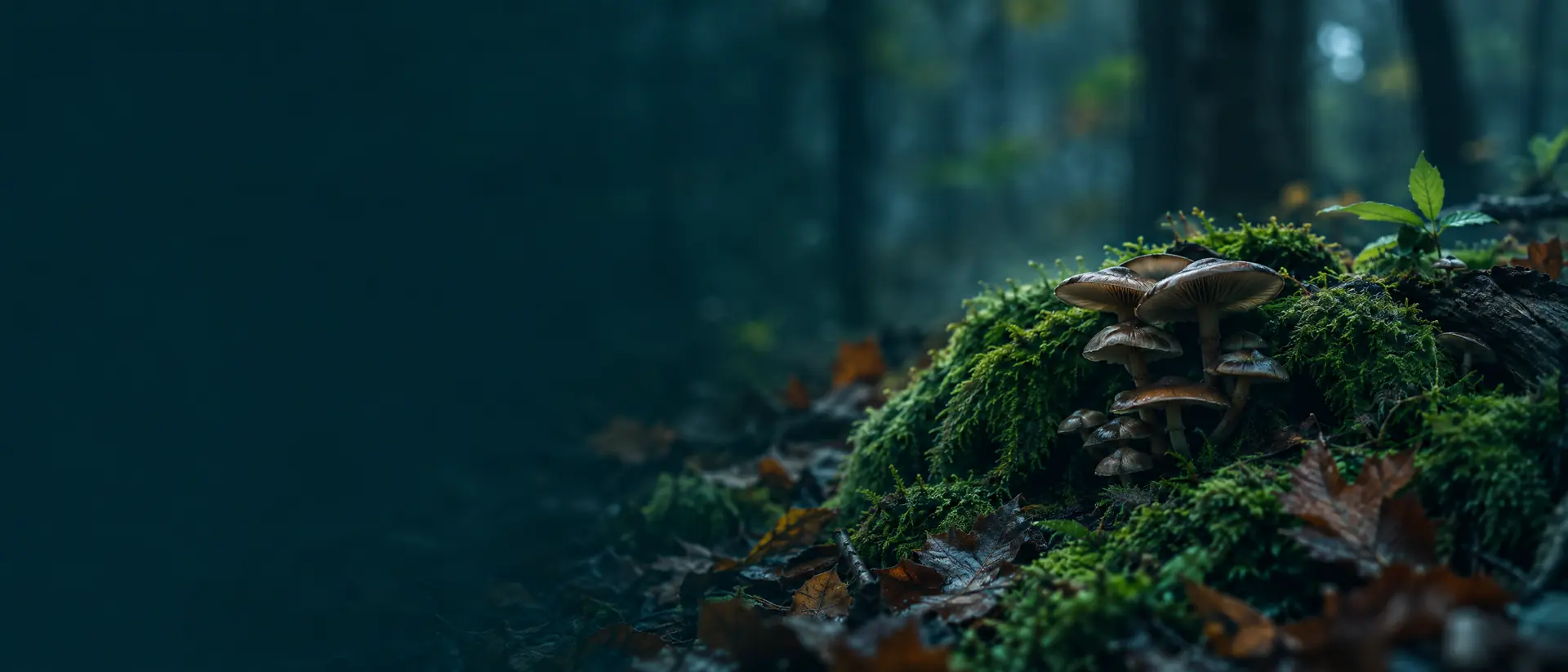 Autumn forest floor with moss, fallen leaves and fungi in dusk light