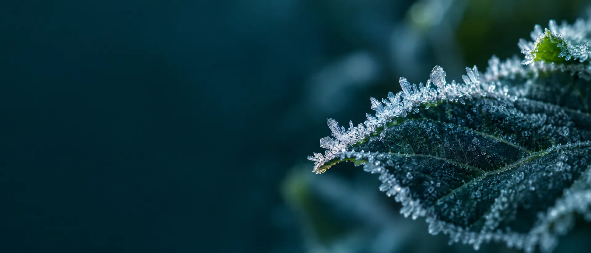 Frost crystals forming on a dark leaf edge at dawn