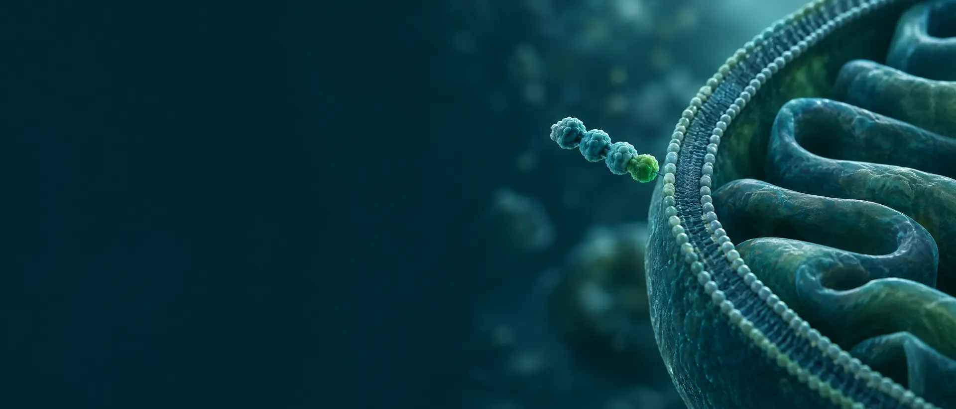 Four-bead peptide approaching a curved double membrane with folded inner ridges