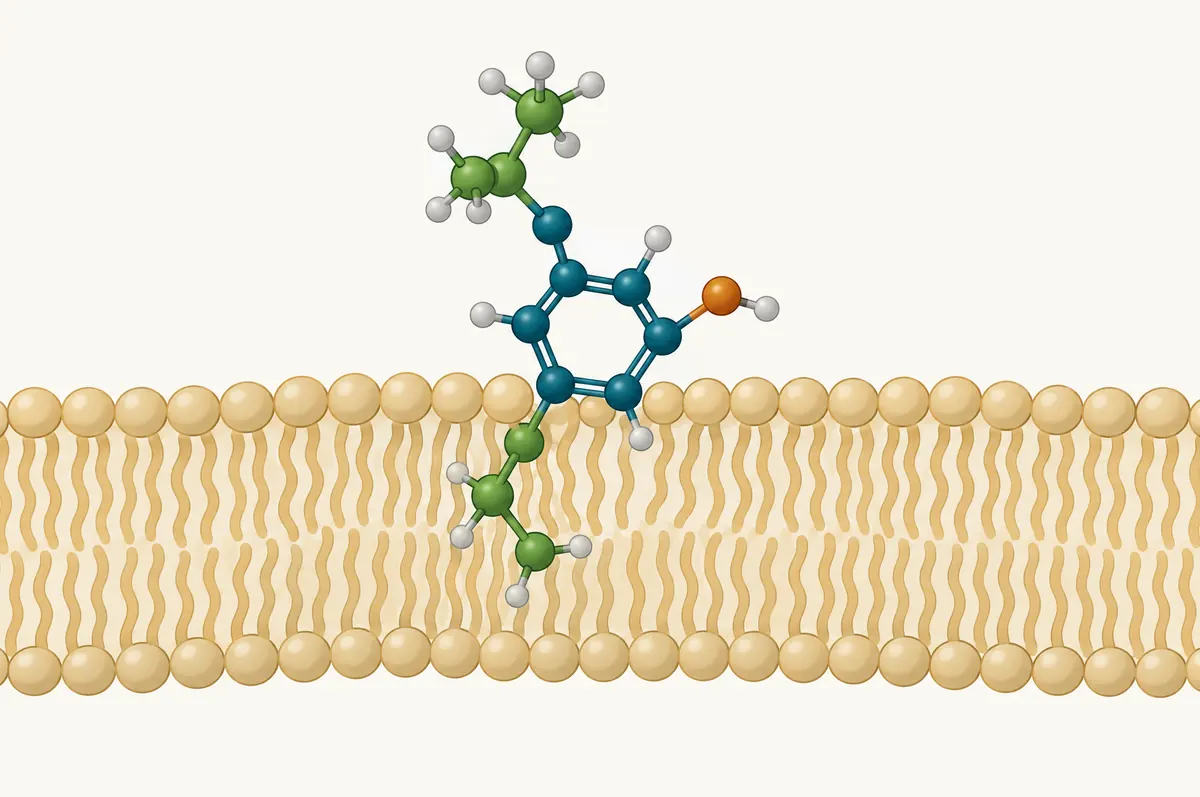 Phenolic ring of spheres interacting with a simplified lipid membrane