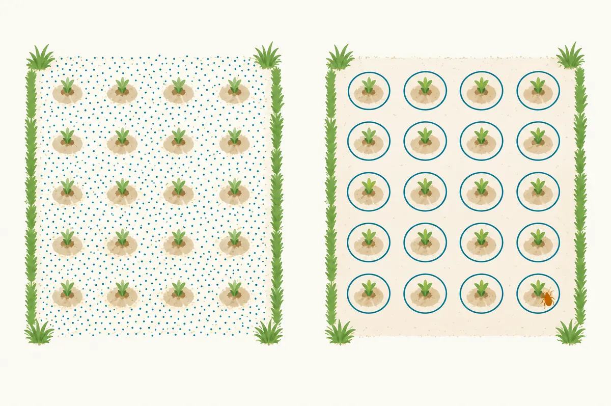 Two-step field diagram of broadcast bait dots followed by individual mound rings