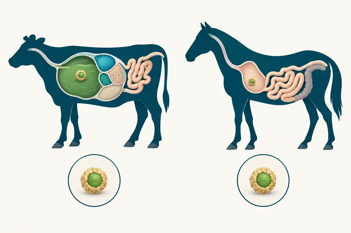 Diagram comparing a four-chamber ruminant stomach and a single stomach, with a coated particle passing the rumen