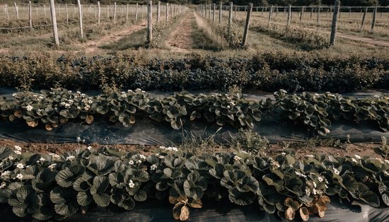 A mixed berry farm: strawberry beds in front, blueberry bushes behind, trained cane rows beyond.