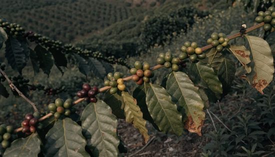 Coffee cherries at mixed ripeness, green through yellow to red, on a hillside plantation shrub.