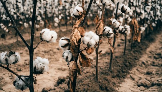 Open cotton bolls carrying white fibre on dried plants, rows receding across dusty ground.