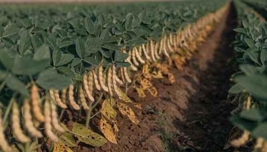 Soybeans at pod fill, hairy pods clustered along the stems beneath a closing canopy.