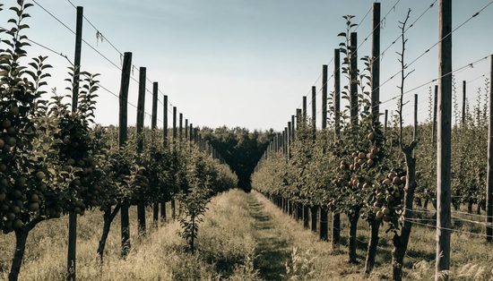 A working fruit orchard seen down the rows, trained trees on trellis with fruit through the canopies.