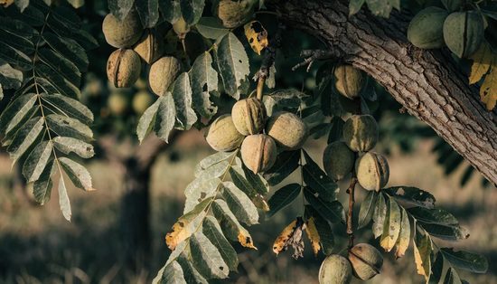 Walnuts in green hulls on the branch of a mature orchard tree among large compound leaves.