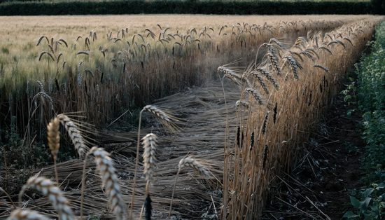 A wheat crop close to harvest, heavy ears bending on straw-coloured stalks with a lodged patch.
