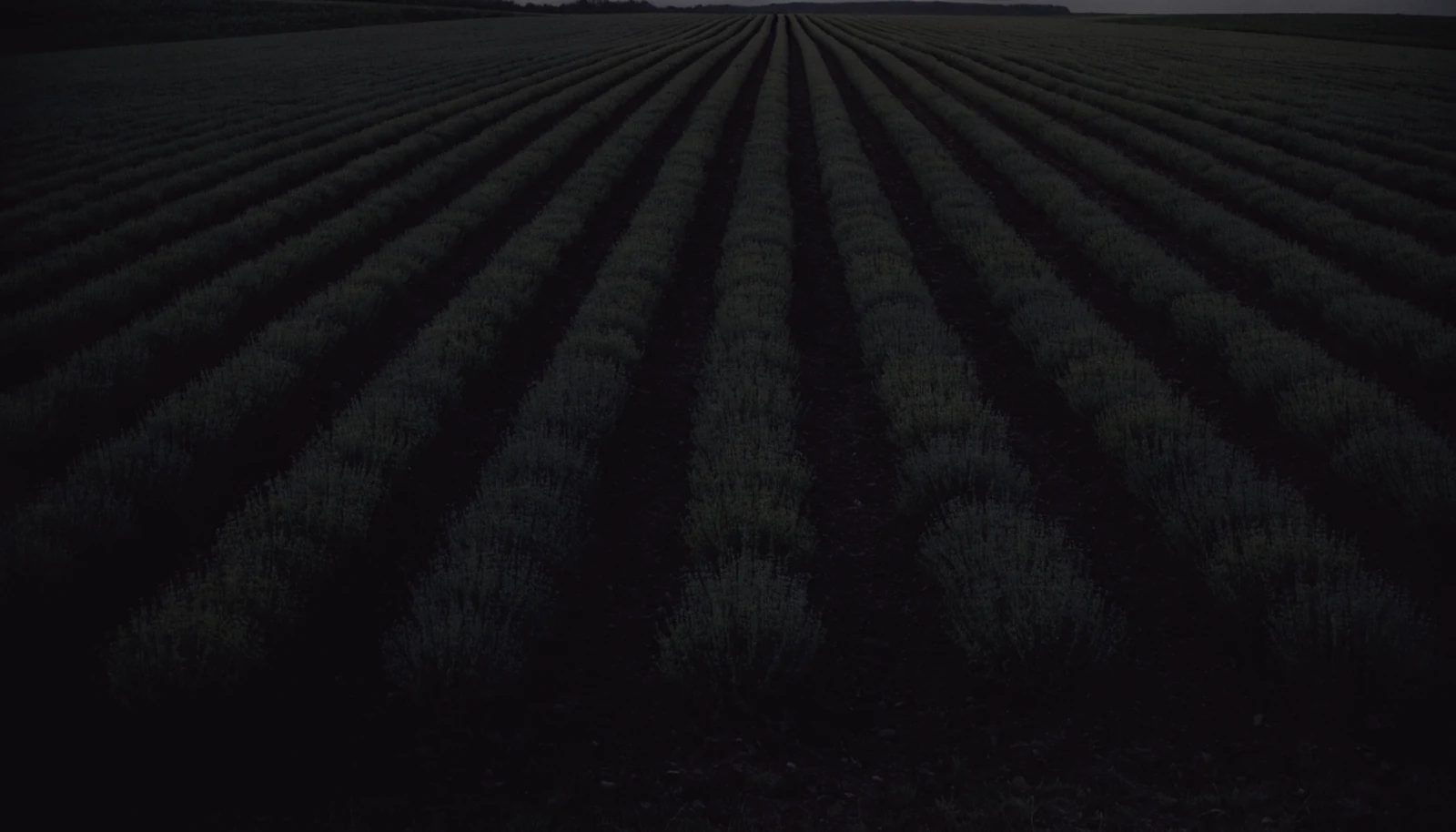Long low crop rows receding into distance at dusk.