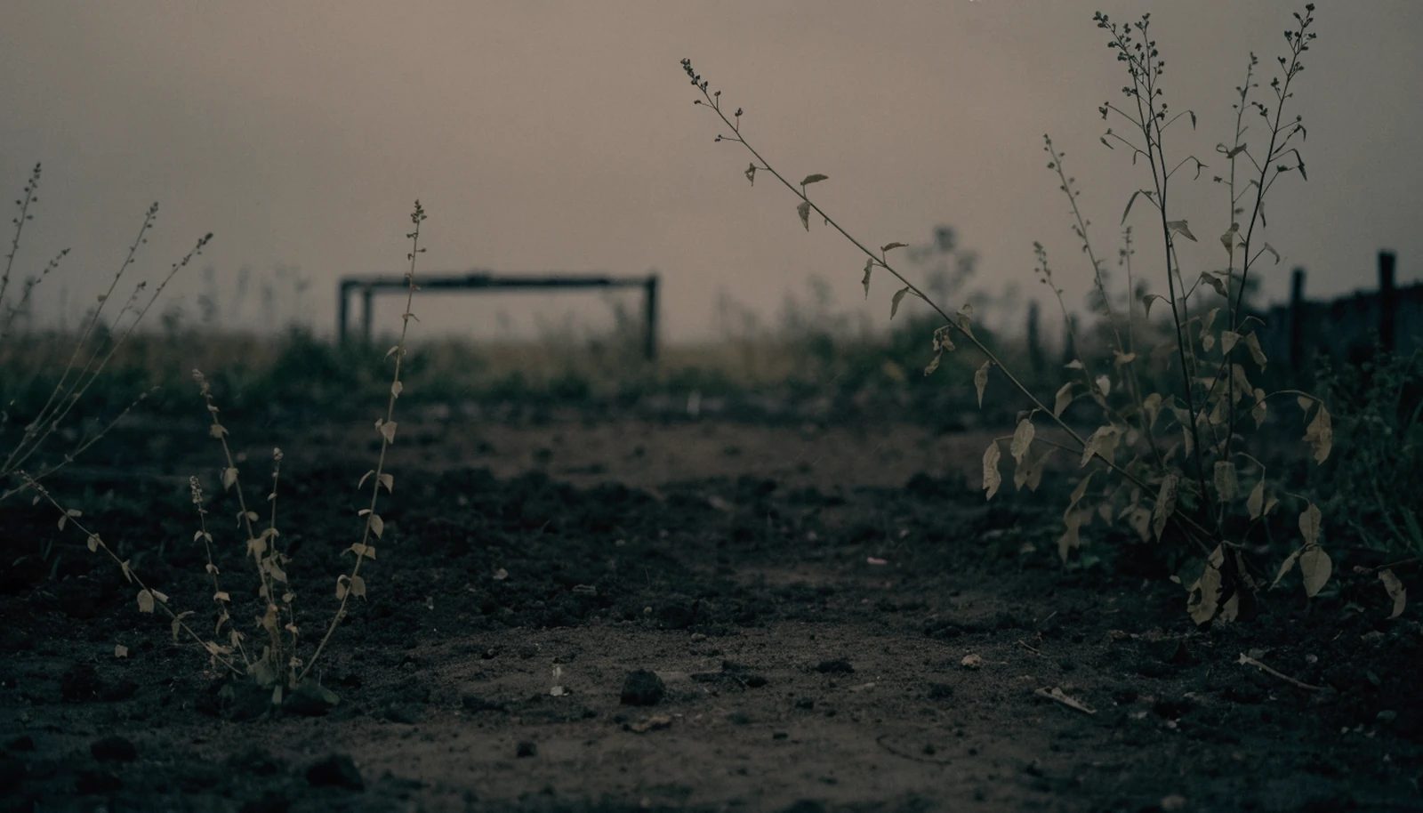 A neglected corner of a market garden at dusk.
