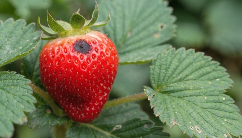 A strawberry with one small sunken anthracnose lesion.