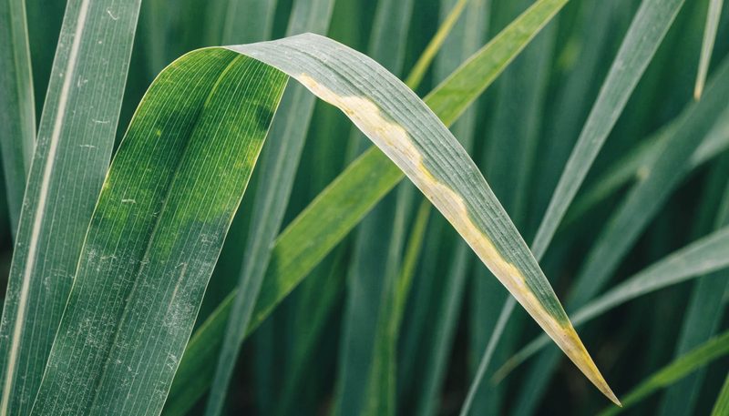 A pale yellow marginal lesion running from the tip of a rice leaf.