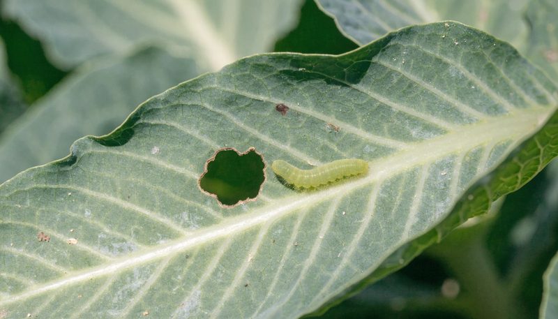 One small green caterpillar beside a single chewed hole in a cabbage leaf.