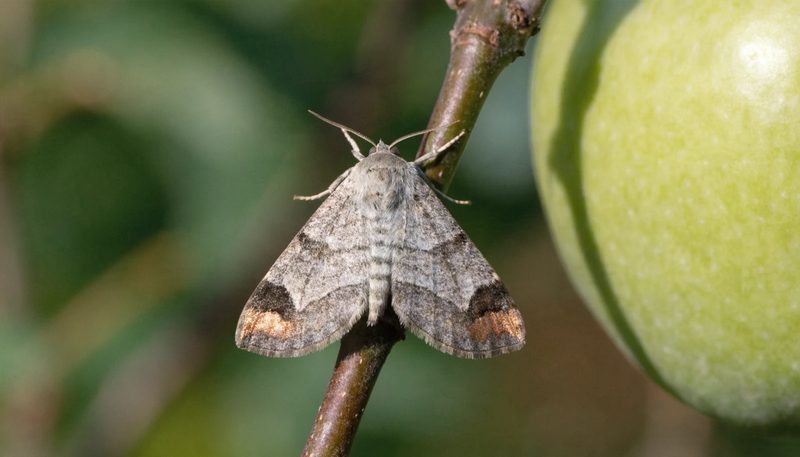 An adult codling moth at rest on an apple twig, the coppery wing-tip patch visible.