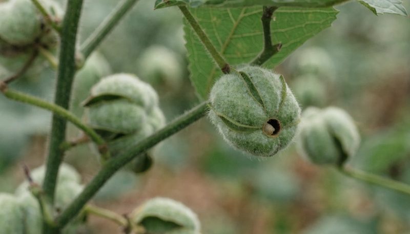 A small bollworm larva at one feeding hole in a green cotton boll.