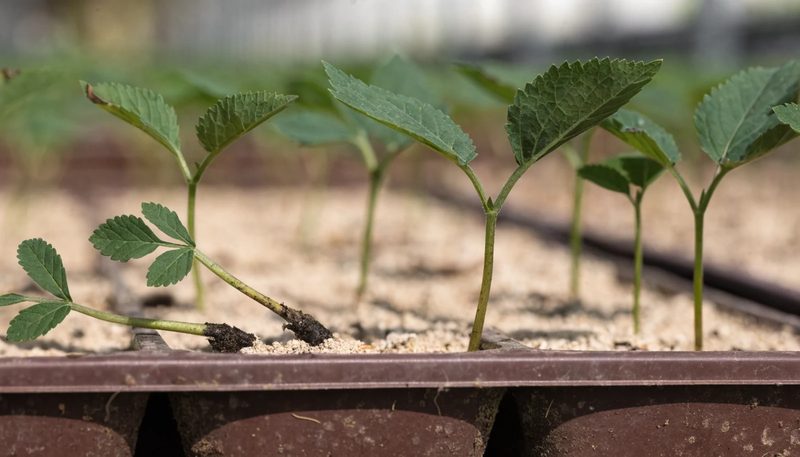 Two toppled seedlings with pinched stem bases among healthy ones in a tray.