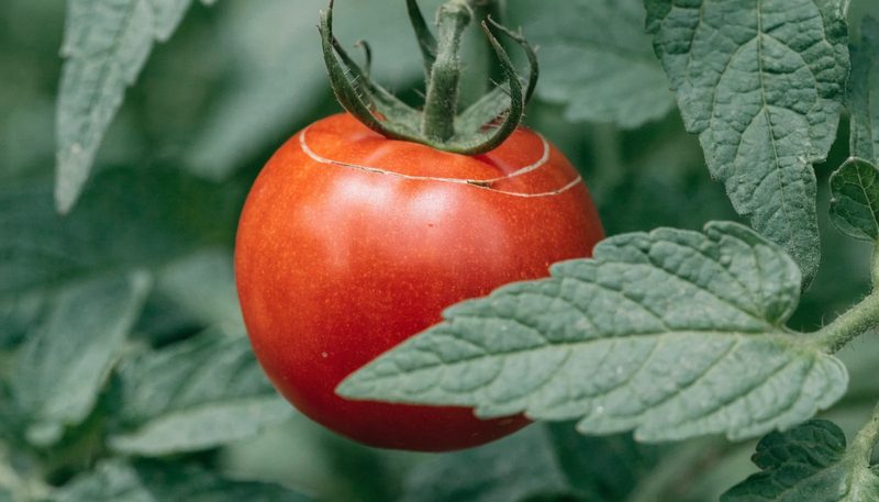 A ripe tomato with two fine concentric cracks at the shoulder.