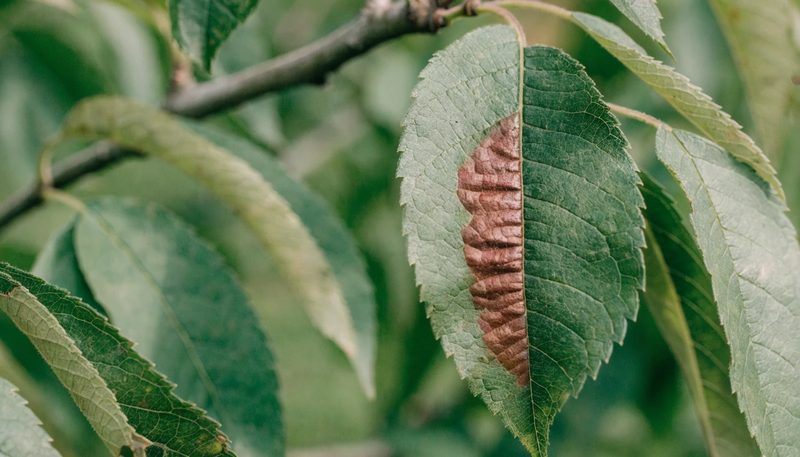 One puckered reddened blister on part of a peach leaf.