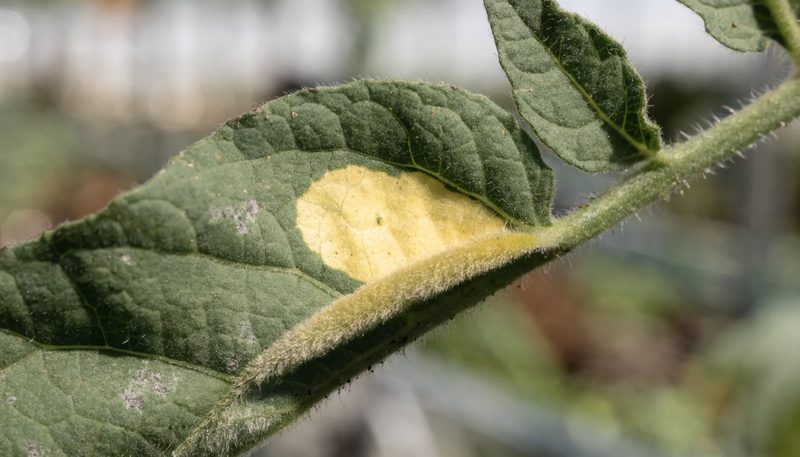 Pale yellow blotches on a tomato leaf with olive growth beneath one.