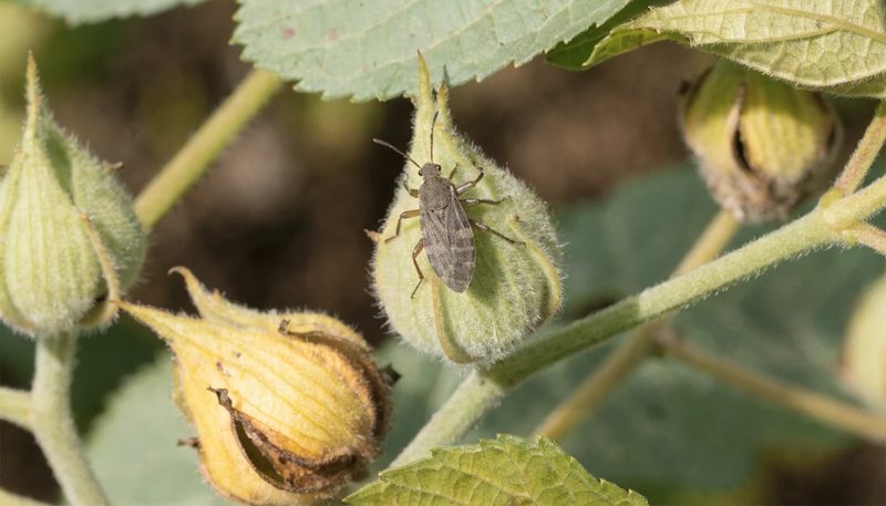 A lygus bug on a cotton square, with one shed square nearby.