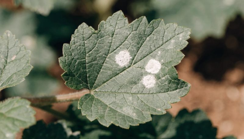 A few small discrete powdery mildew colonies on an otherwise green cucumber leaf.