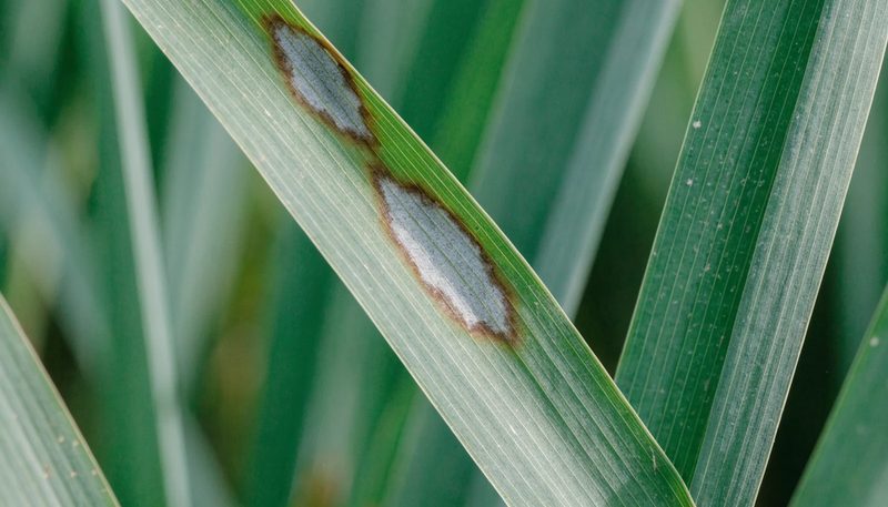 Two spindle-shaped grey-centred blast lesions on a rice leaf.
