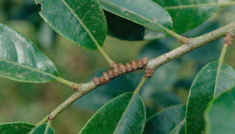 A line of brown scale along a citrus twig below glossy healthy leaves.