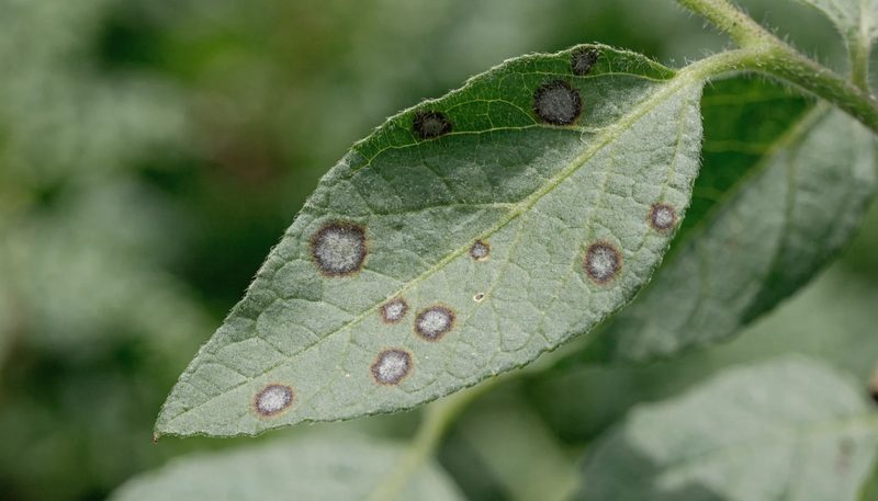 Small grey-centred spots with dark margins spaced across a tomato leaf.