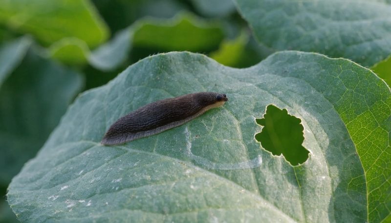 A small slug beside one irregular hole and a slime trail on a lettuce leaf.