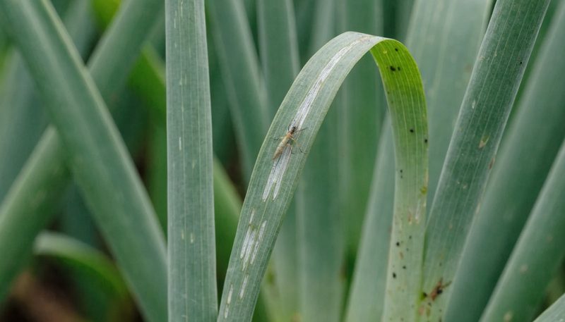 Silvery thrips scars and frass flecks on part of one onion leaf.