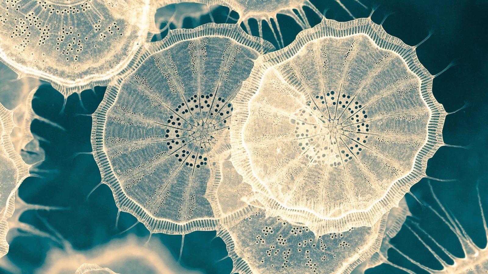A decorative microscopic-texture image showing intricate radial diatom shells.