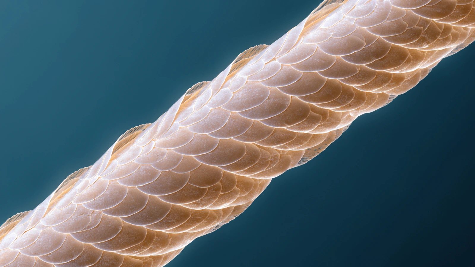 A decorative microscopic-texture image showing a hair shaft with its overlapping cuticle scales.