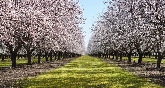 Almond orchard