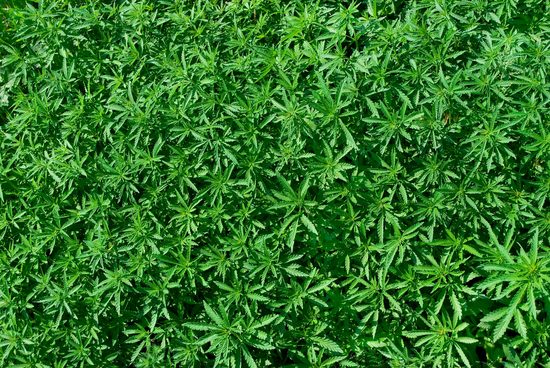 Cannabis plants