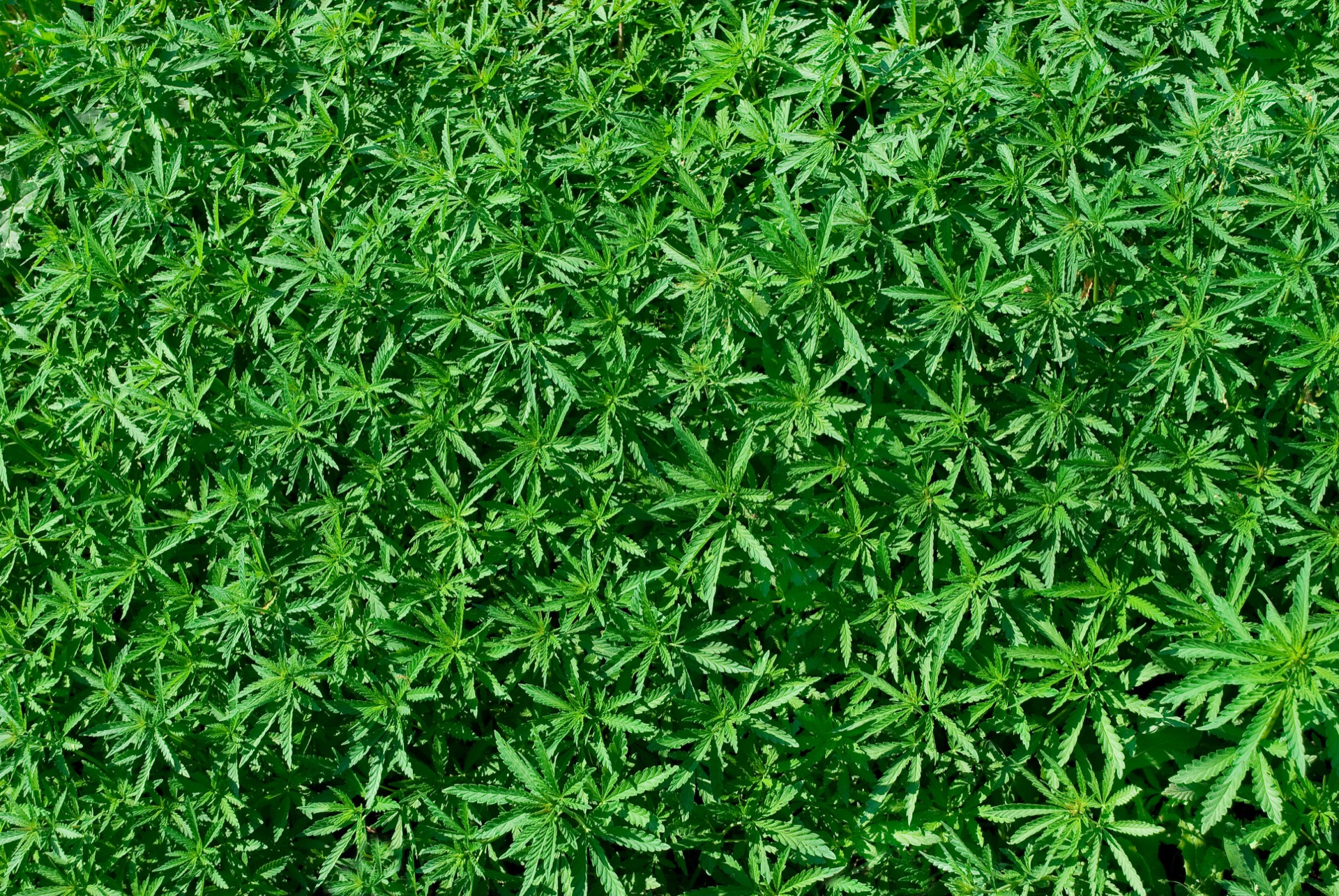 Cannabis plants