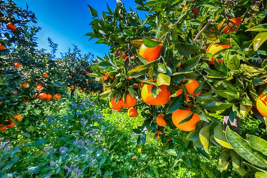 Citrus grove
