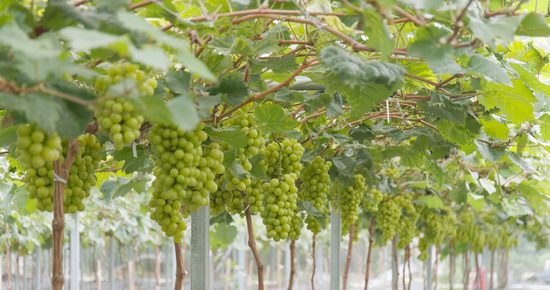 Vineyard grapes