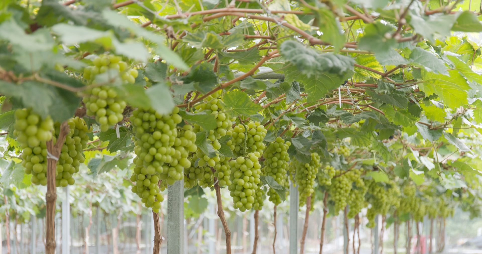 Vineyard crop rows