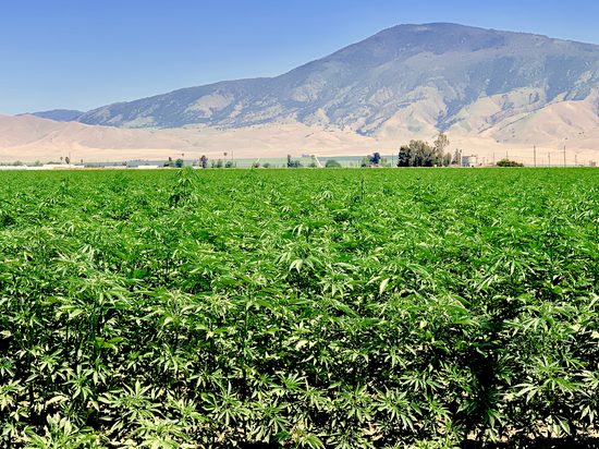 Hemp field